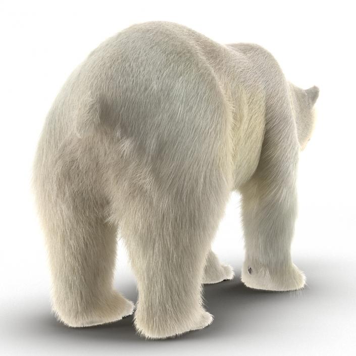 3D Polar Bear with Fur Rigged