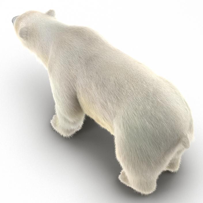 3D Polar Bear with Fur Rigged