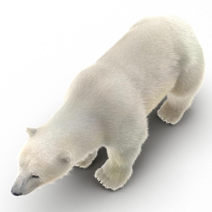 3D Polar Bear with Fur Rigged