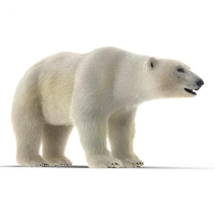 3D Polar Bear with Fur Rigged