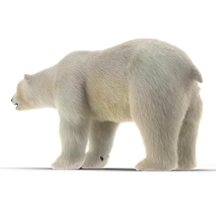 3D Polar Bear with Fur Rigged