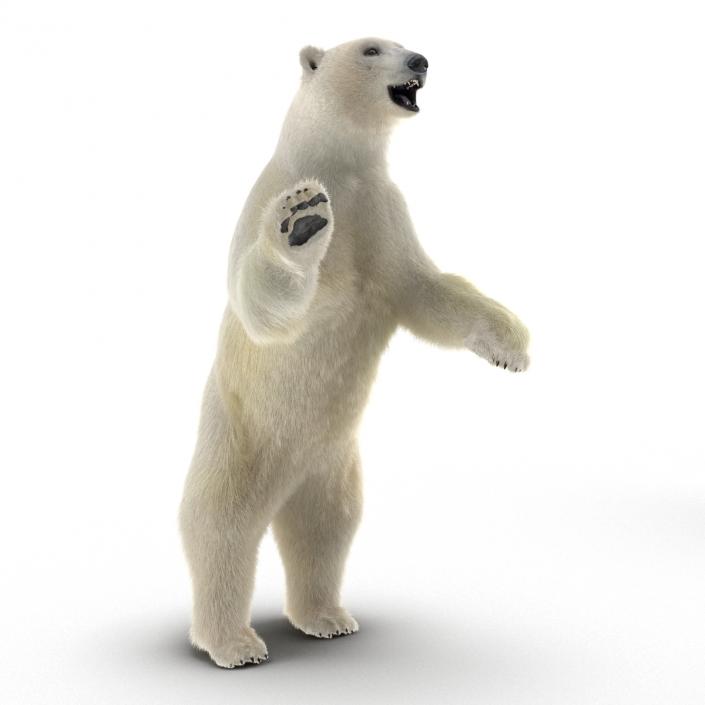 3D Polar Bear with Fur Rigged