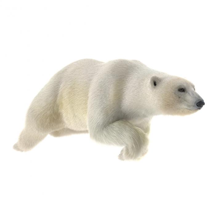 3D Polar Bear with Fur Rigged