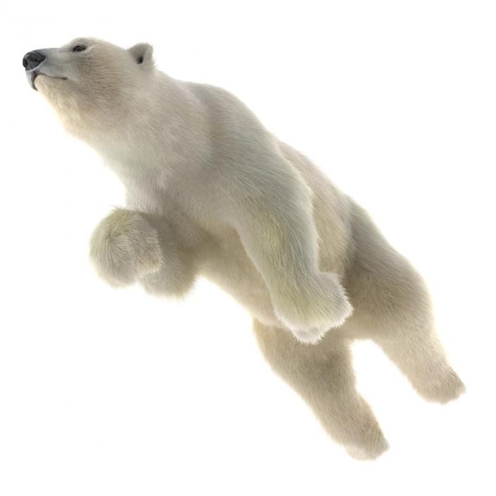 3D Polar Bear with Fur Rigged