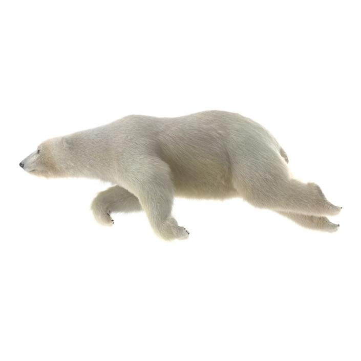 3D Polar Bear with Fur Rigged