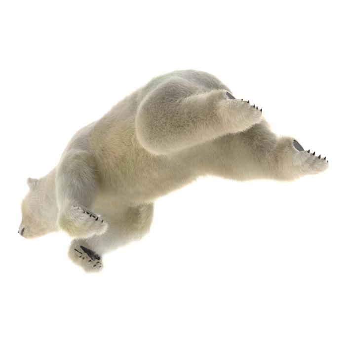 3D Polar Bear with Fur Rigged