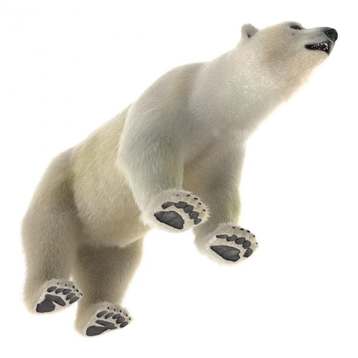 3D Polar Bear with Fur Rigged