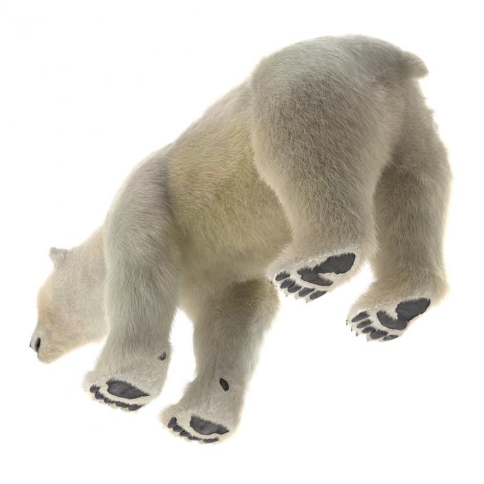 3D Polar Bear with Fur Rigged