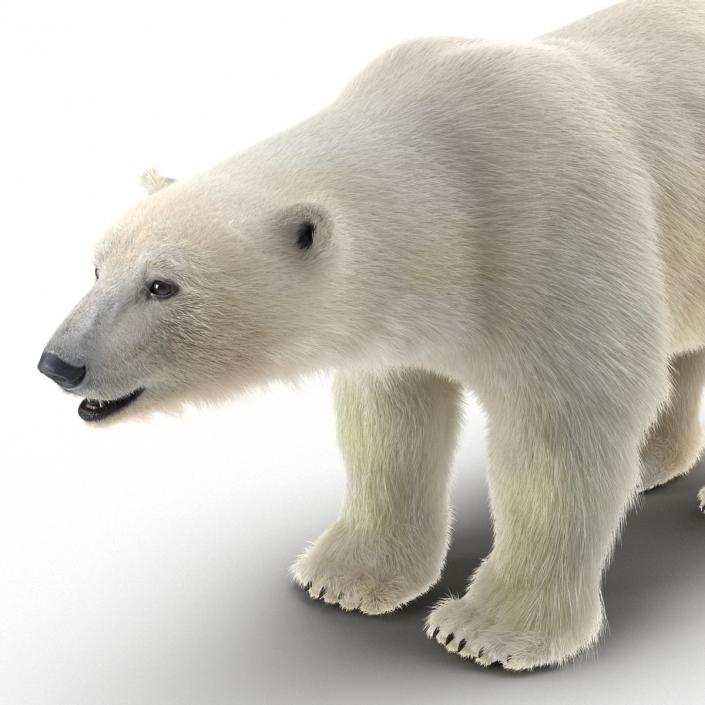 3D Polar Bear with Fur Rigged