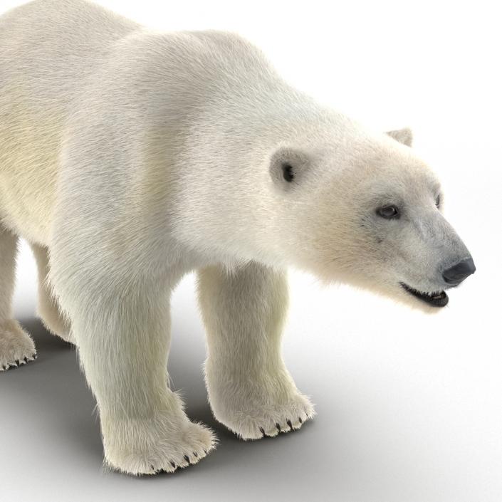 3D Polar Bear with Fur Rigged