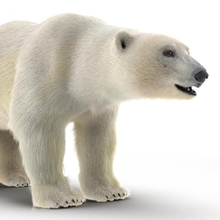 3D Polar Bear with Fur Rigged