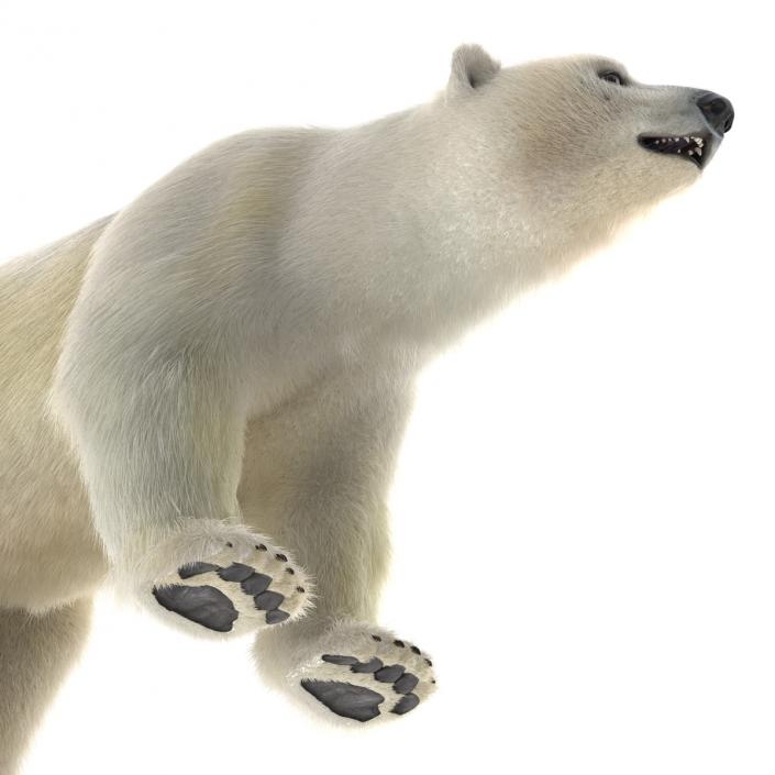 3D Polar Bear with Fur Rigged