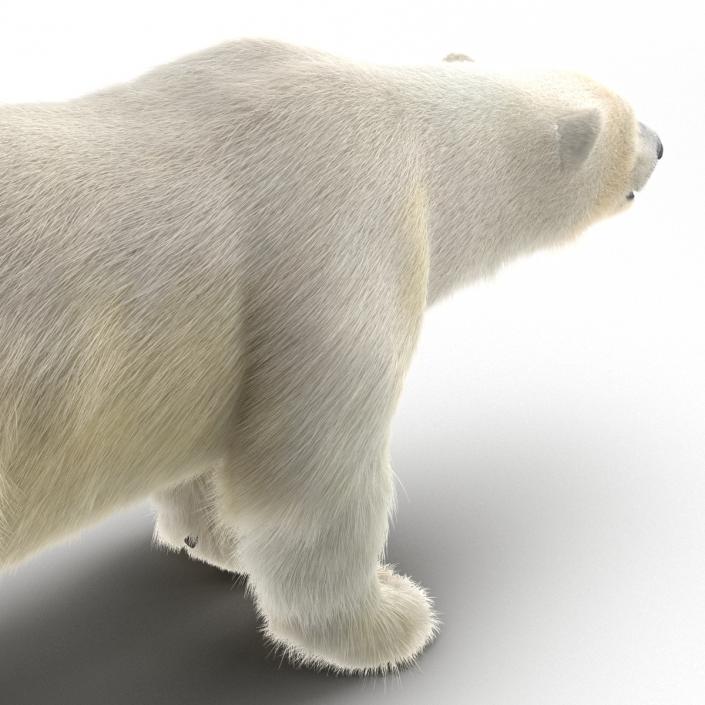 3D Polar Bear with Fur Rigged