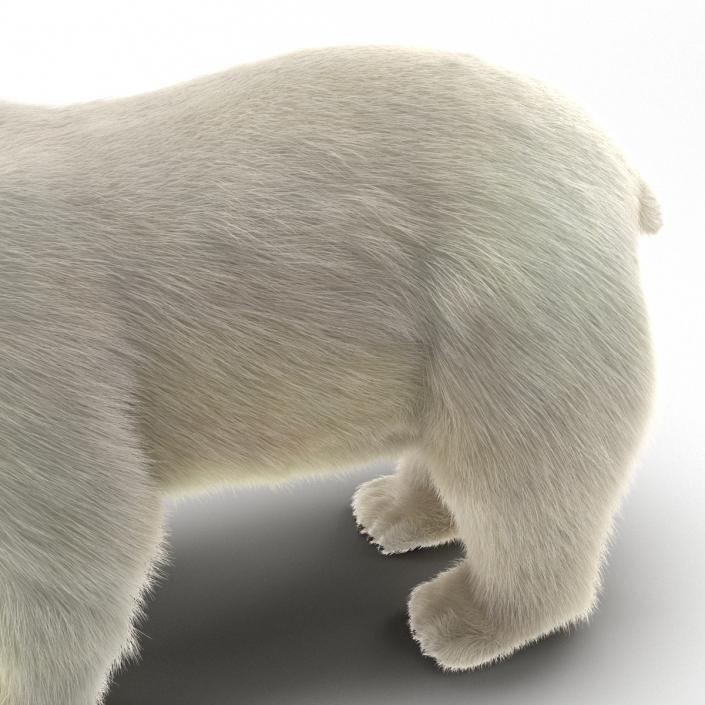 3D Polar Bear with Fur Rigged