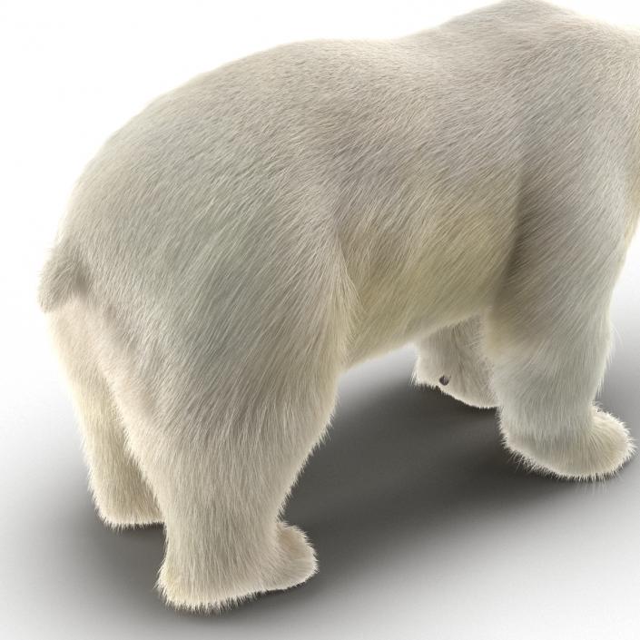 3D Polar Bear with Fur Rigged