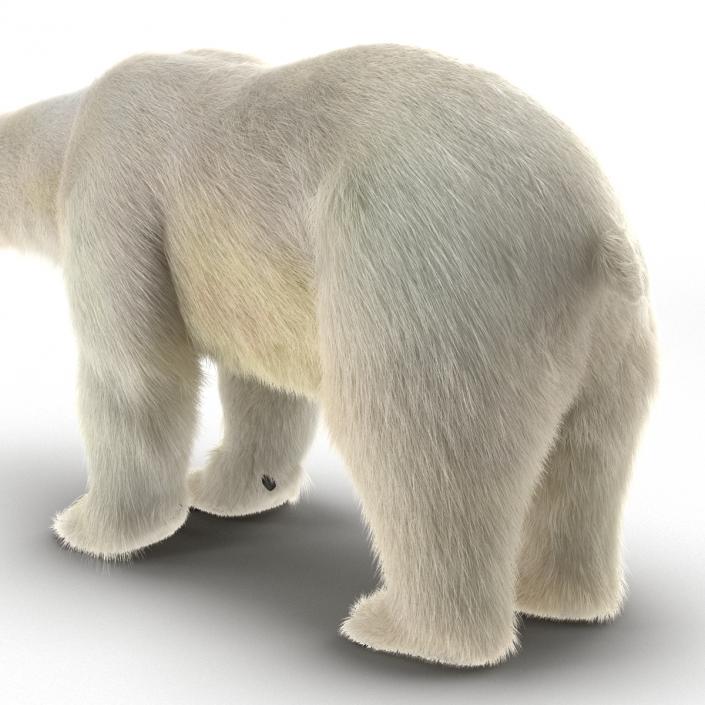 3D Polar Bear with Fur Rigged