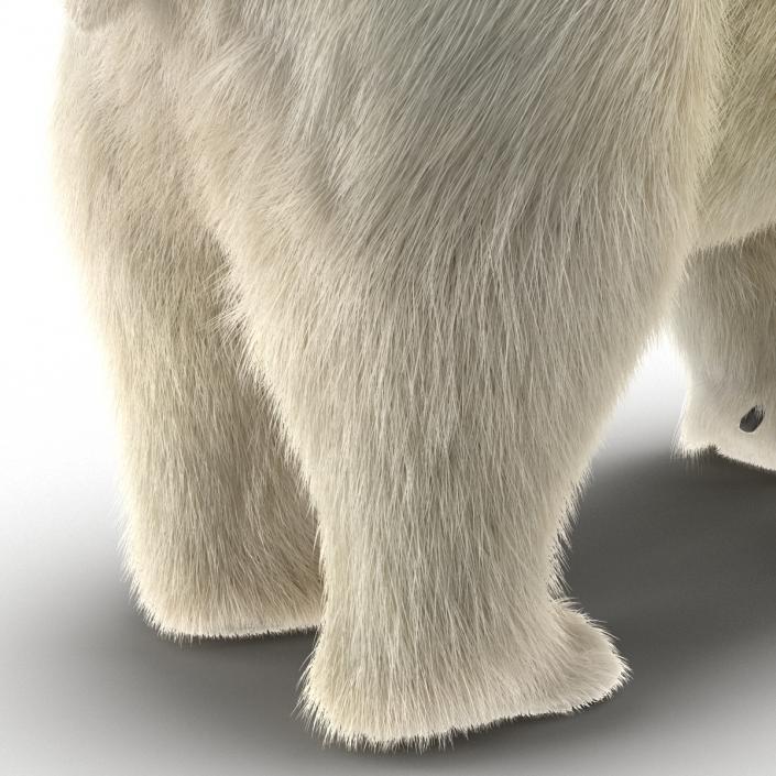 3D Polar Bear with Fur Rigged