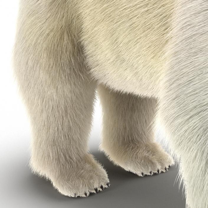 3D Polar Bear with Fur Rigged