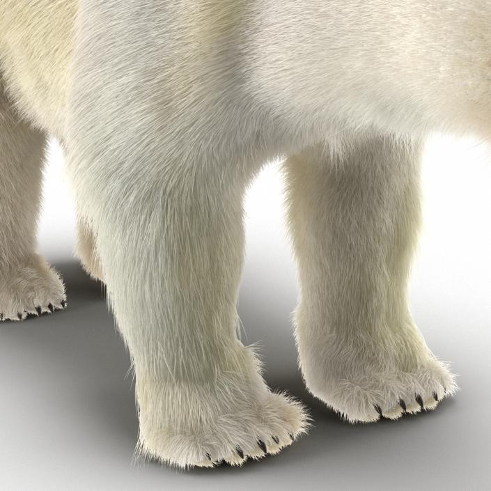 3D Polar Bear with Fur Rigged