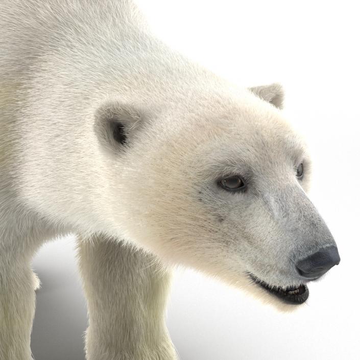 3D Polar Bear with Fur Rigged