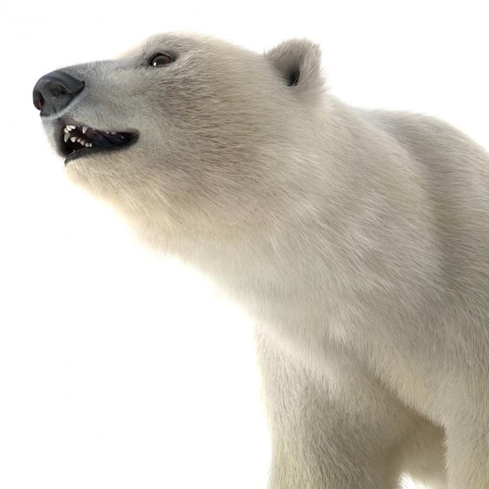 3D Polar Bear with Fur Rigged