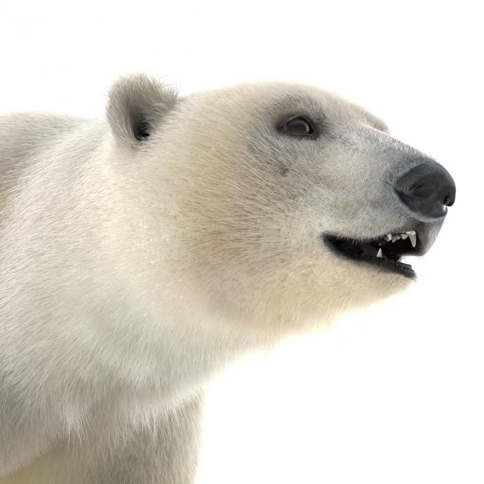 3D Polar Bear with Fur Rigged