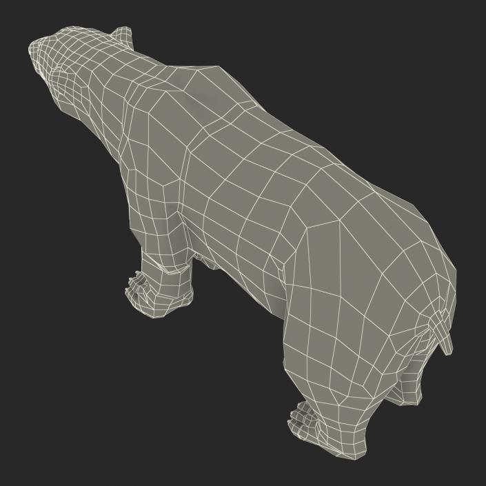 3D Polar Bear with Fur Rigged