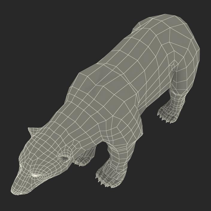 3D Polar Bear with Fur Rigged