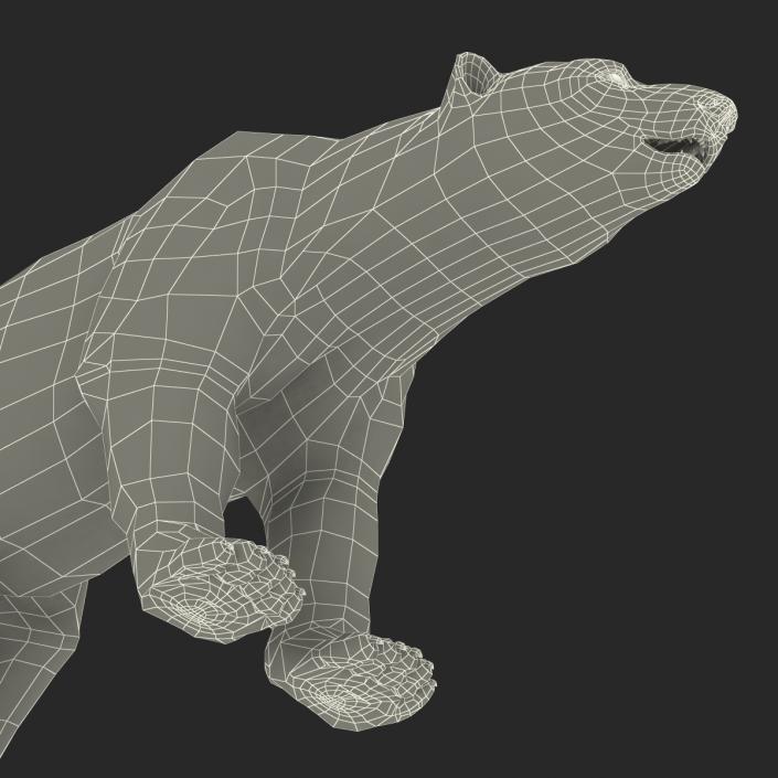 3D Polar Bear with Fur Rigged