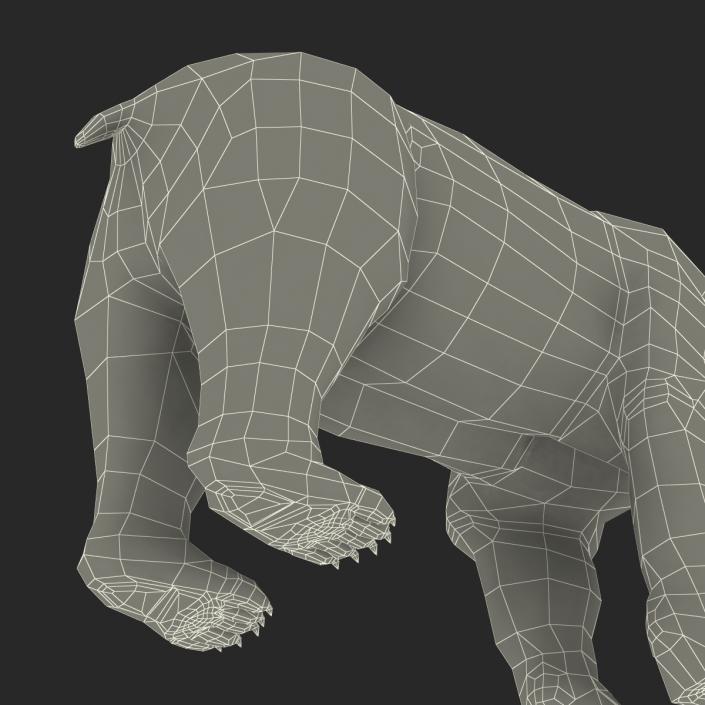 3D Polar Bear with Fur Rigged