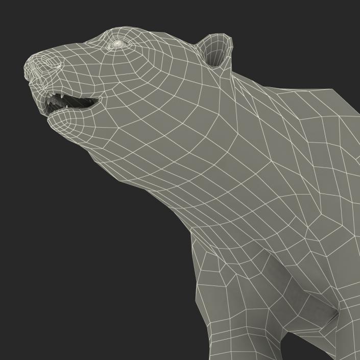 3D Polar Bear with Fur Rigged