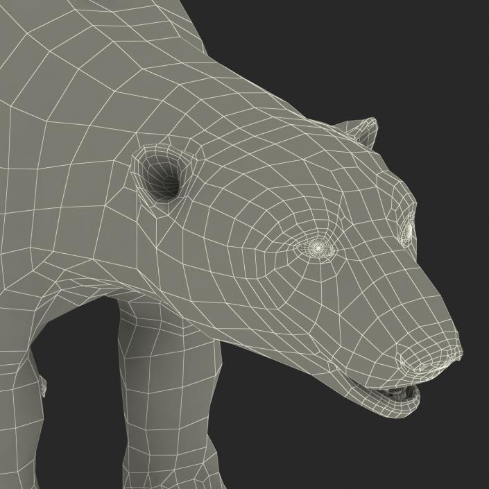 3D Polar Bear with Fur Rigged