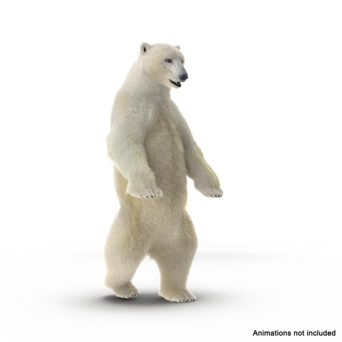 3D Polar Bear with Fur Rigged