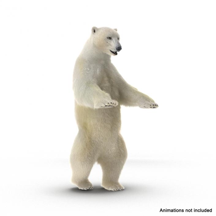 3D Polar Bear with Fur Rigged