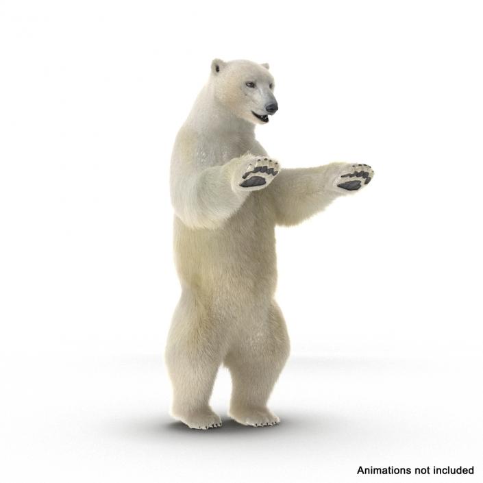 3D Polar Bear with Fur Rigged