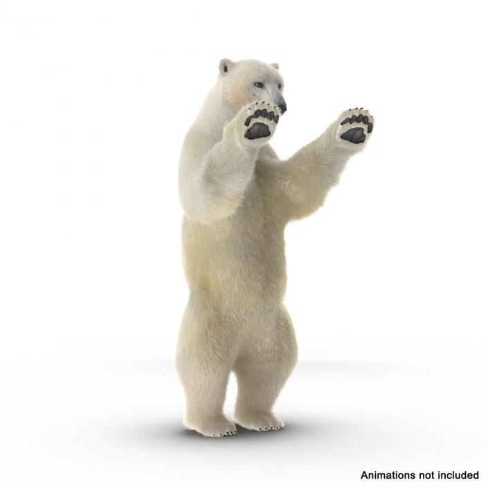 3D Polar Bear with Fur Rigged