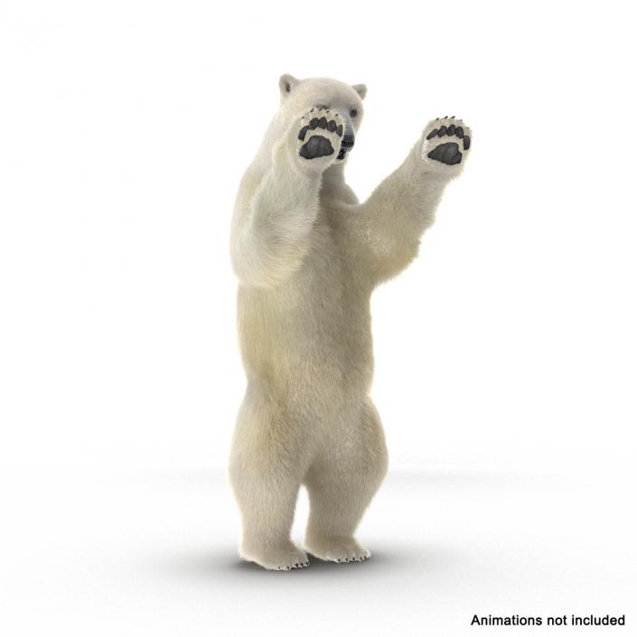 3D Polar Bear with Fur Rigged