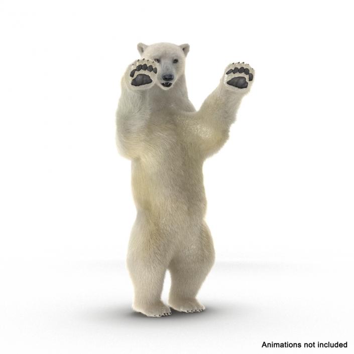 3D Polar Bear with Fur Rigged