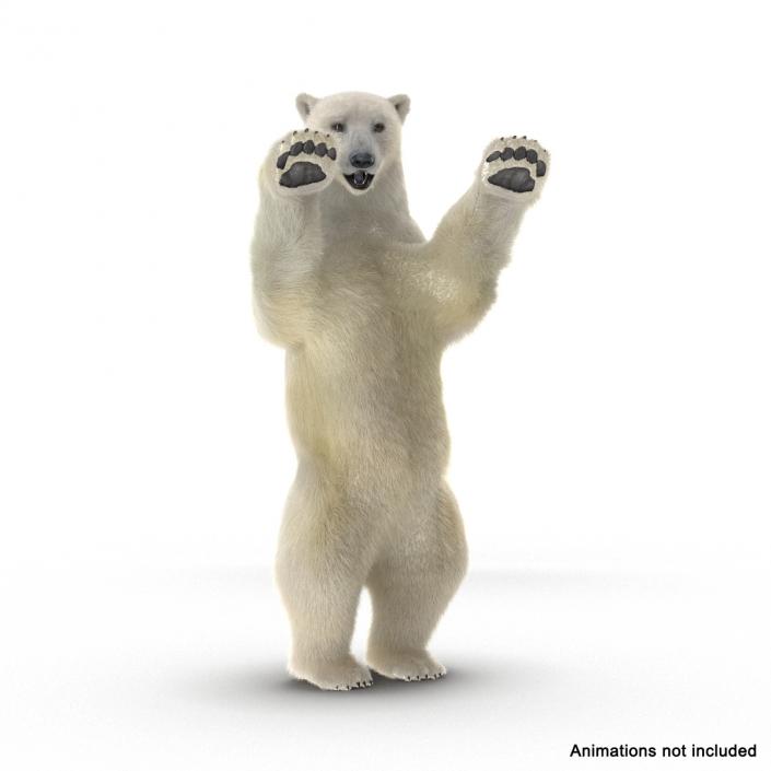 3D Polar Bear with Fur Rigged