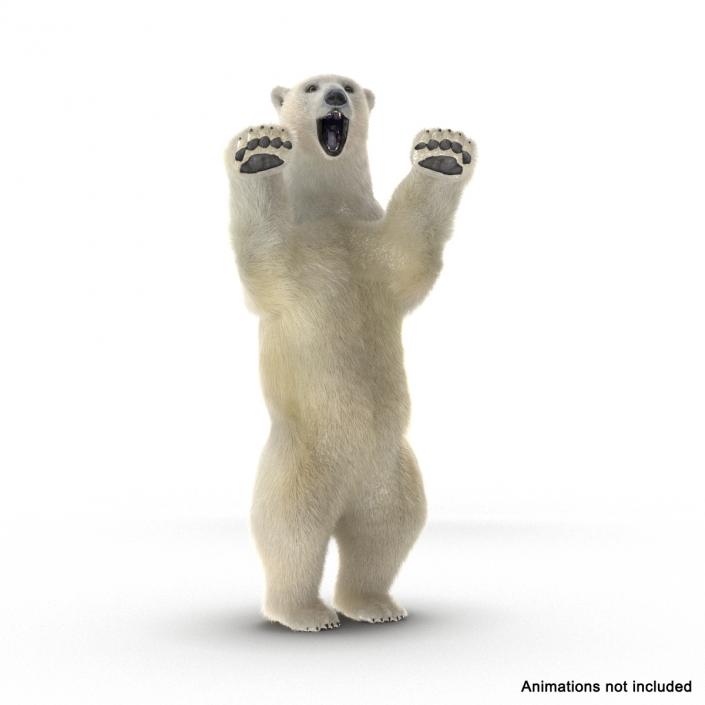 3D Polar Bear with Fur Rigged