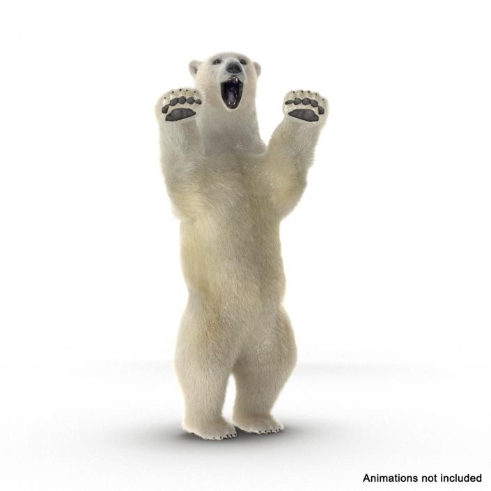 3D Polar Bear with Fur Rigged