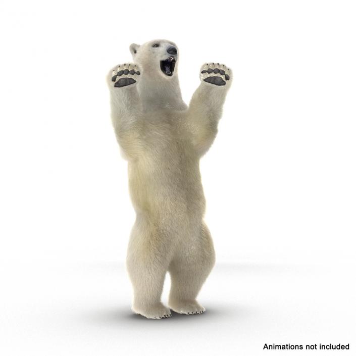 3D Polar Bear with Fur Rigged