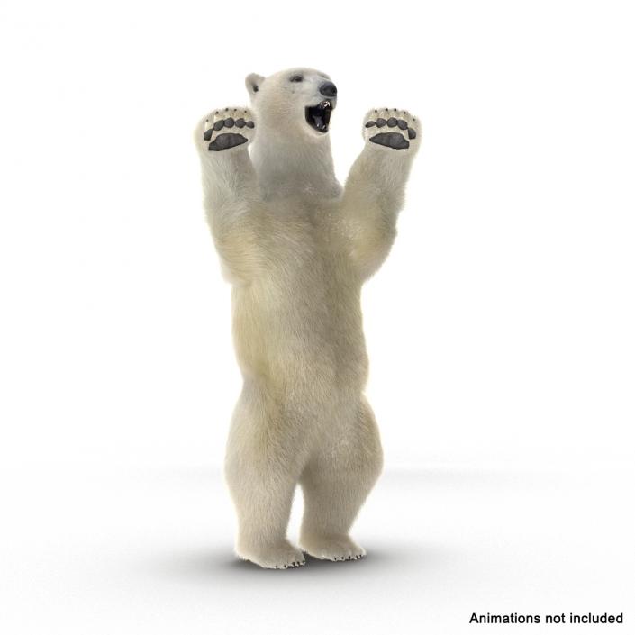 3D Polar Bear with Fur Rigged