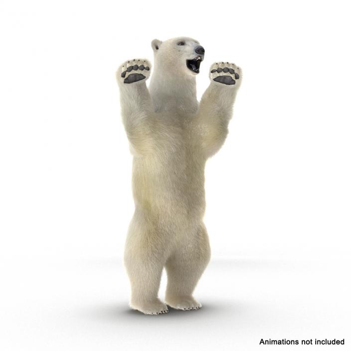 3D Polar Bear with Fur Rigged