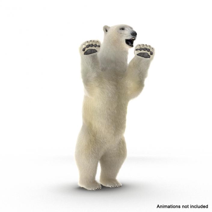 3D Polar Bear with Fur Rigged