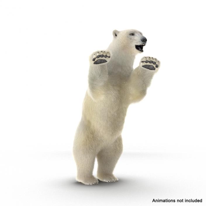 3D Polar Bear with Fur Rigged