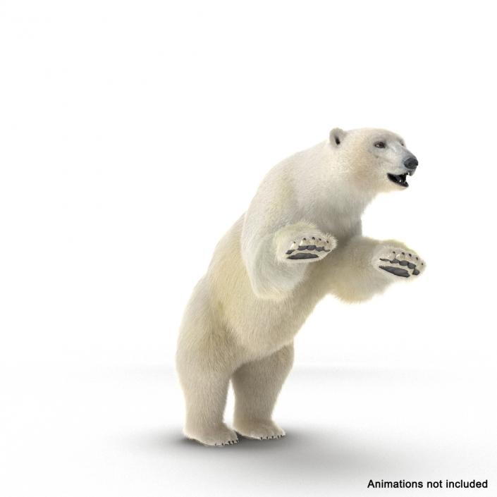 3D Polar Bear with Fur Rigged