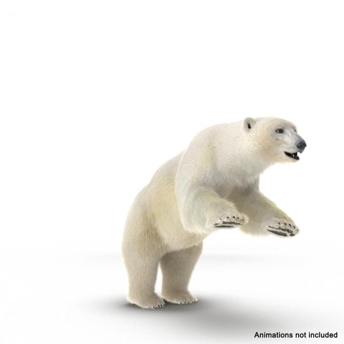 3D Polar Bear with Fur Rigged