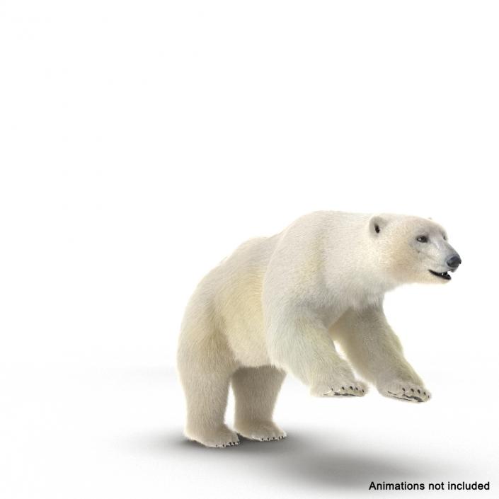 3D Polar Bear with Fur Rigged