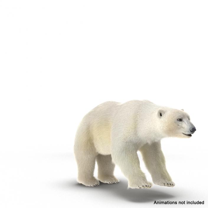 3D Polar Bear with Fur Rigged